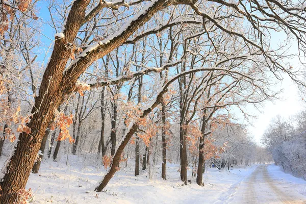 Ruhige Bäume im winterlichen Hintergrund — Stockfoto