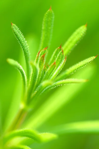 Green leaves — Stock Photo, Image