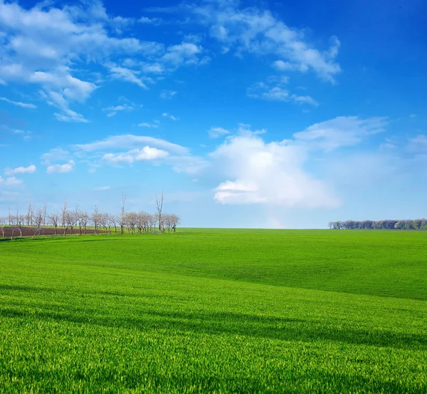 Green field in spring day — Stock Photo, Image