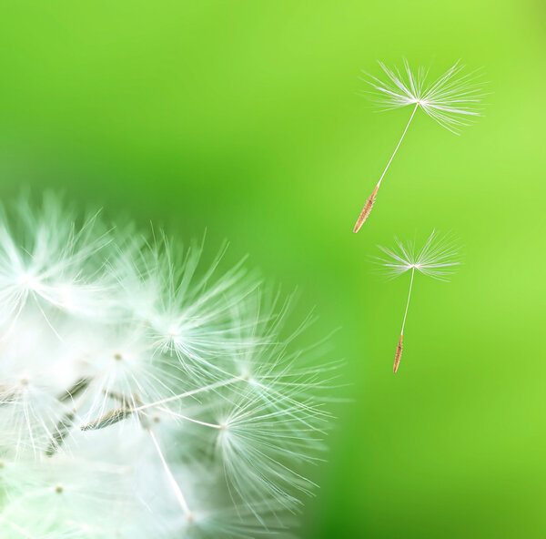 Macro kind of a dandelion scattering seeds