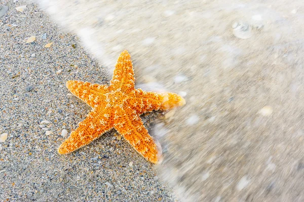 Zeesterren — Stockfoto