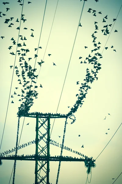 Птицы на проводах, летящих вместе — стоковое фото