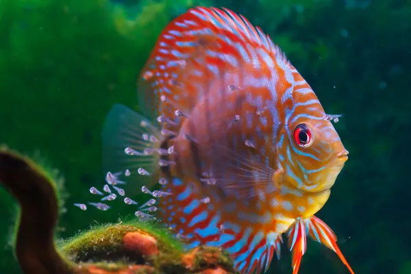 Дитяча дискова риба, що плаває в акваріумі Стокове Зображення