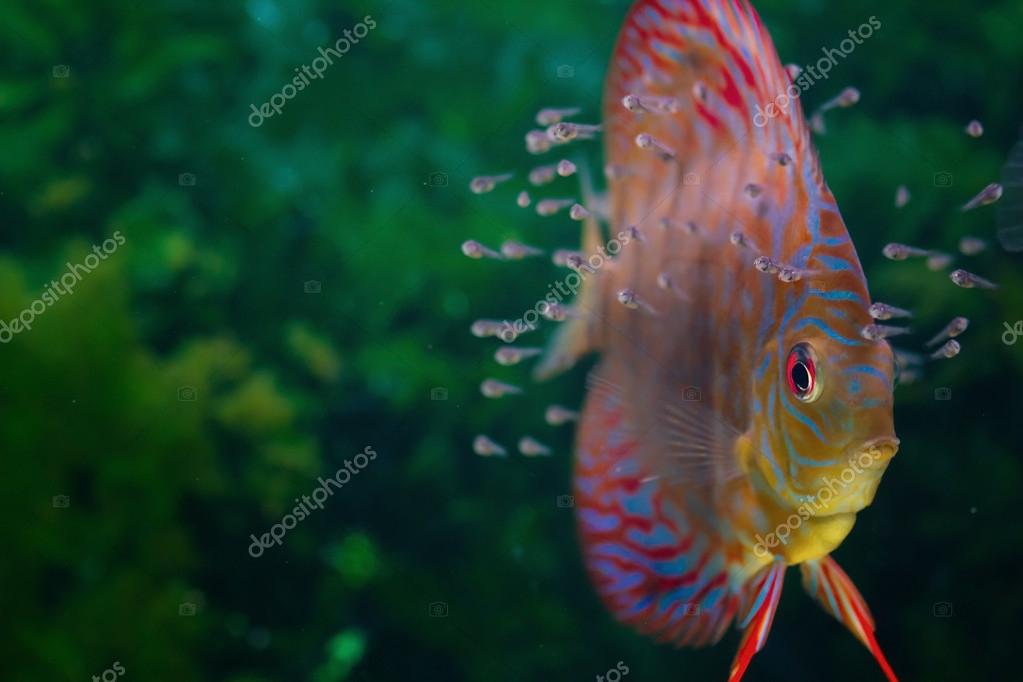 Рыба Дискус Фото