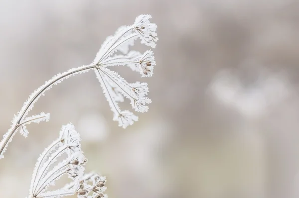 Vinter scen — Stockfoto