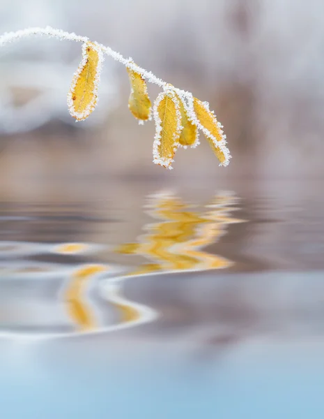 Zimní scéna — Stock fotografie