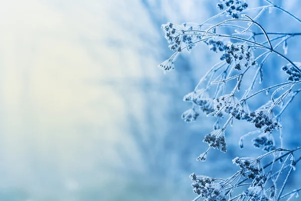 Cena de inverno — Fotografia de Stock