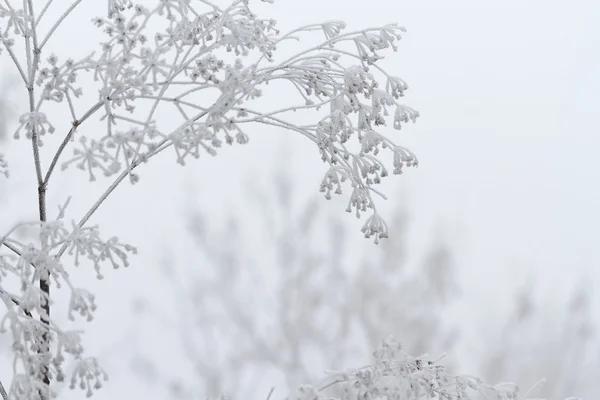 Escena de invierno —  Fotos de Stock