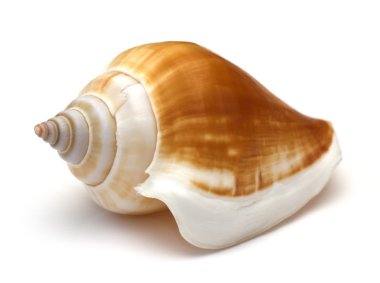 Sea shell on white background clipart