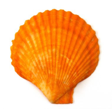beyaz arkaplanda deniz kabuğu