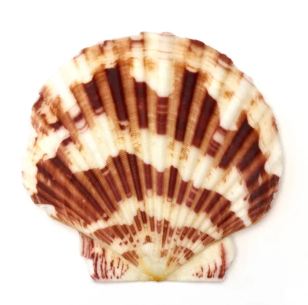 Sea shell on white background — Stock Photo, Image