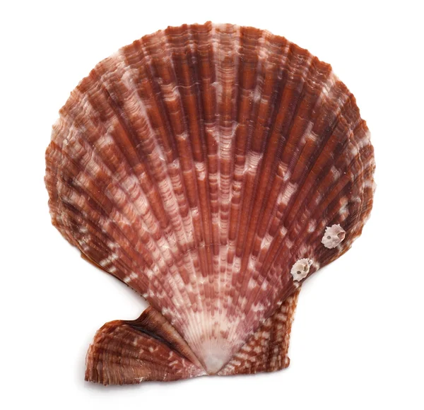 Close up of a seashell on white background — Stock Photo, Image