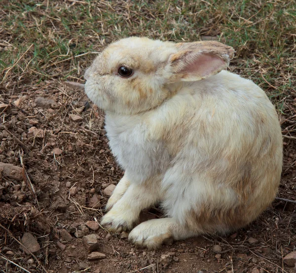 Kahverengi tavşan — Stok fotoğraf