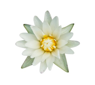 Lotus çiçeği.