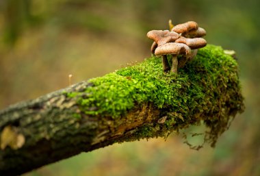 eski ağaç üzerinde mantar