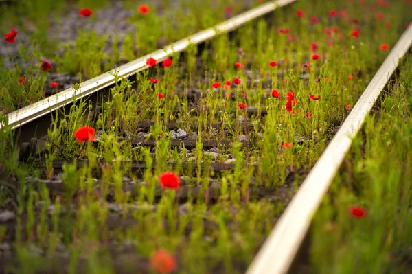 Kereta api dengan bunga poppy — Stok Foto