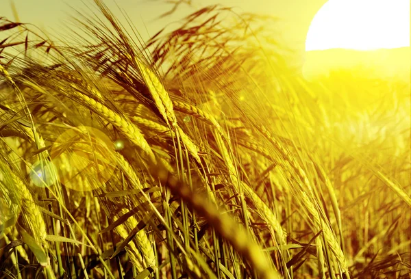 Pole pšenice a obilovin — Stock fotografie