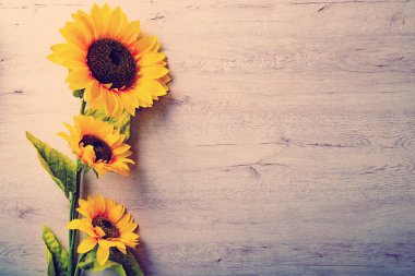 Ayçiçeği bitkisi. Yukarıdan bak. Kopya alanı olan bir arkaplan. Beyaz tahta üzerinde ayçiçekleri olan sonbahar arkaplanı