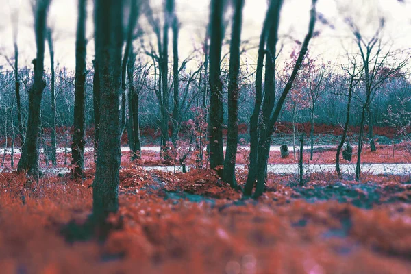 Dramatiskt Rödfärgat Dimmigt Skogsträdlandskap Mystisk Skog — Stockfoto