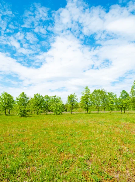 Meadow and forest — Stock Photo, Image