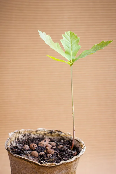 Oak sprout — Stock Photo, Image