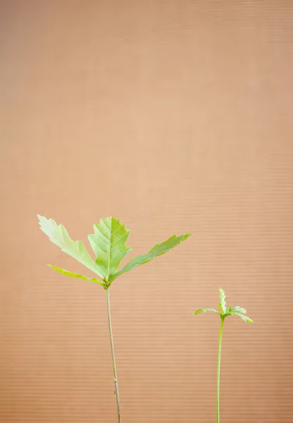 Oak sprout — Stock Photo, Image