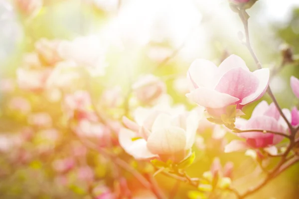 Spring flowers — Stock Photo, Image