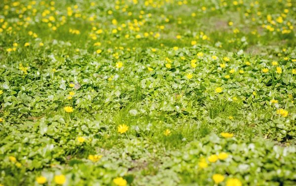 Spring greens — Stock Photo, Image
