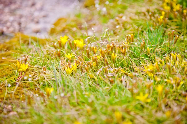 Spring greens — Stock Photo, Image