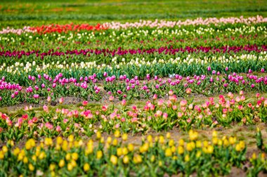 spring field of tulips of different varieties