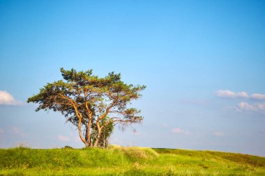 Yamaçlarda ağaçlarla kaplı bir bahar tarlası.