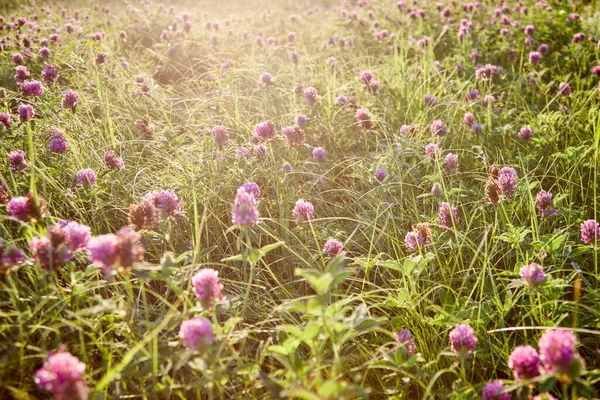 Beautiful Clover Field Sun — Stock Photo, Image