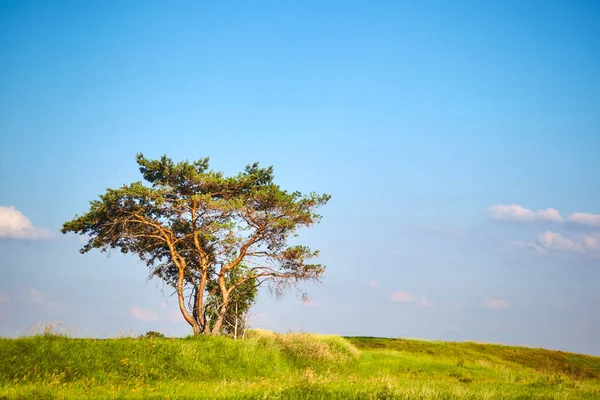 Jarní Pole Stromy Kopcovité Oblasti — Stock fotografie