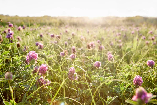 Beautiful Clover Field Sun — Stockfoto