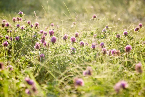 Beautiful Clover Field Sun — Stock Photo, Image