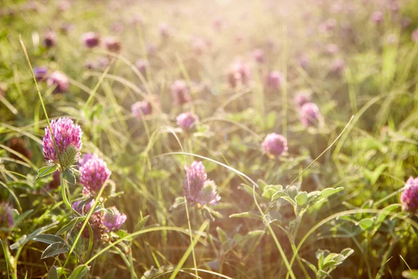 Beautiful Clover Field Sun — Stock Photo, Image