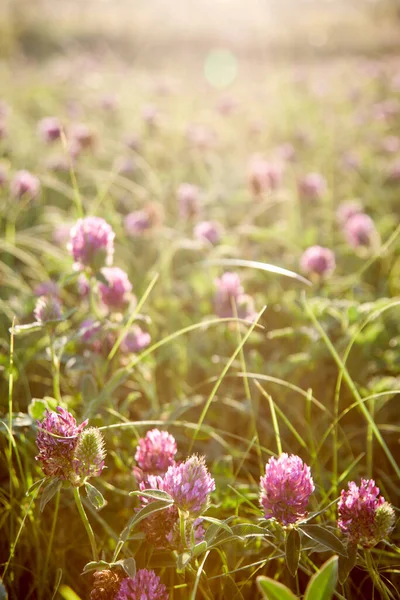 Beautiful Clover Field Sun — Stockfoto