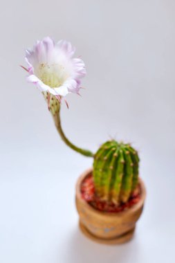 Narin pembe kaktüs çiçeği, nadir bir olay.