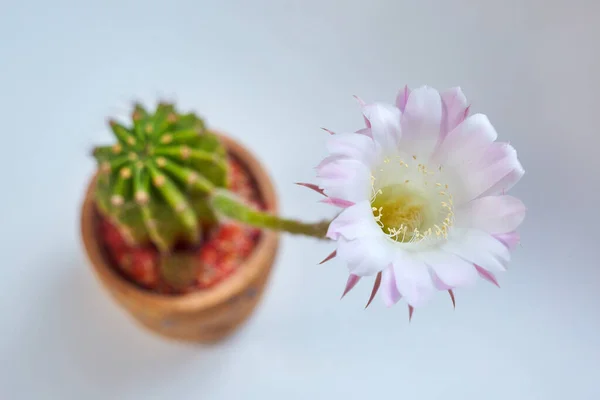 Delicate Pink Cactus Flower Rare Occurrence — Stockfoto