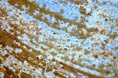 beautiful texture wave pattern shell surface under the microscope