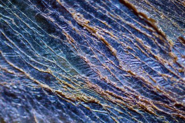 beautiful texture wave pattern shell surface under the microscope