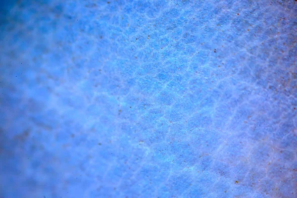 Beautiful Texture Wave Pattern Shell Surface Microscope — Stock Photo, Image