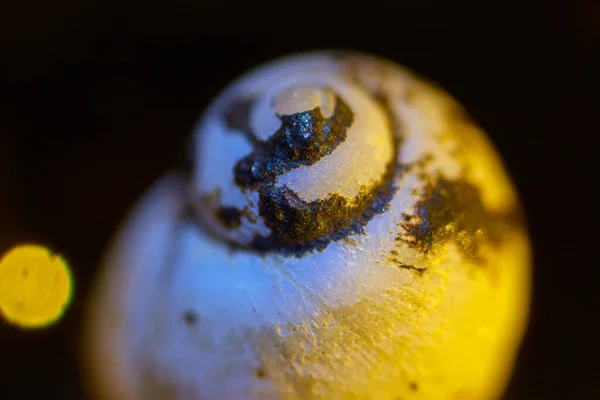 Beautiful Texture Wave Pattern Shell Surface Microscope — Stock Fotó