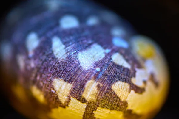 Beautiful Texture Wave Pattern Shell Surface Microscope — Stock Photo, Image