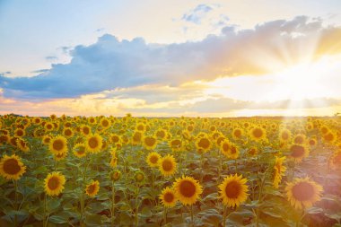 warm summer evening on a field of sunflowers with sun rays