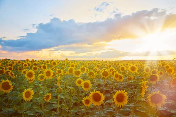 warm summer evening on a field of sunflowers with sun rays