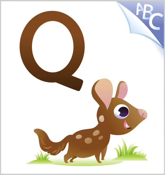 Animal alphabet for the kids: Q for the Quoll — Stock Vector