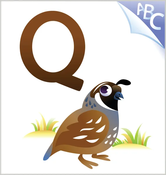Alfabeto animal para los niños: Q para la Codorniz — Vector de stock