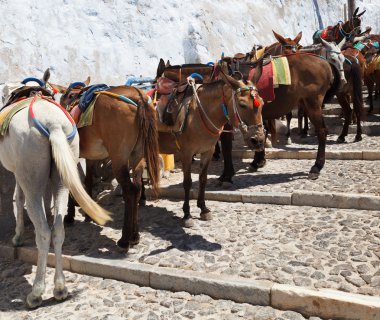 Santorini eşekler