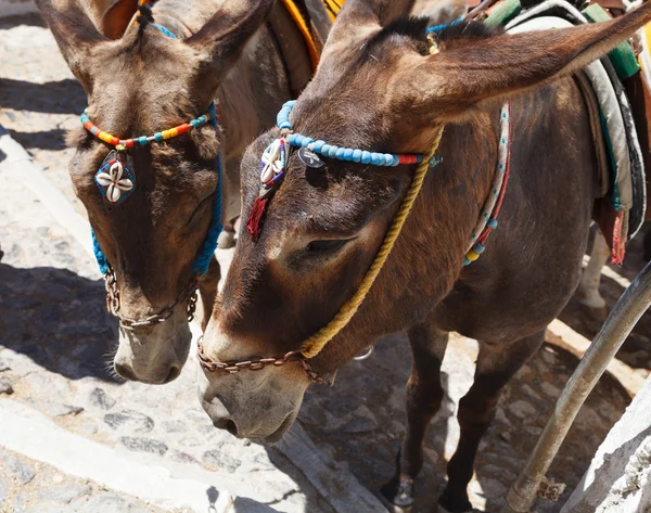 Santorini burros — Fotografia de Stock